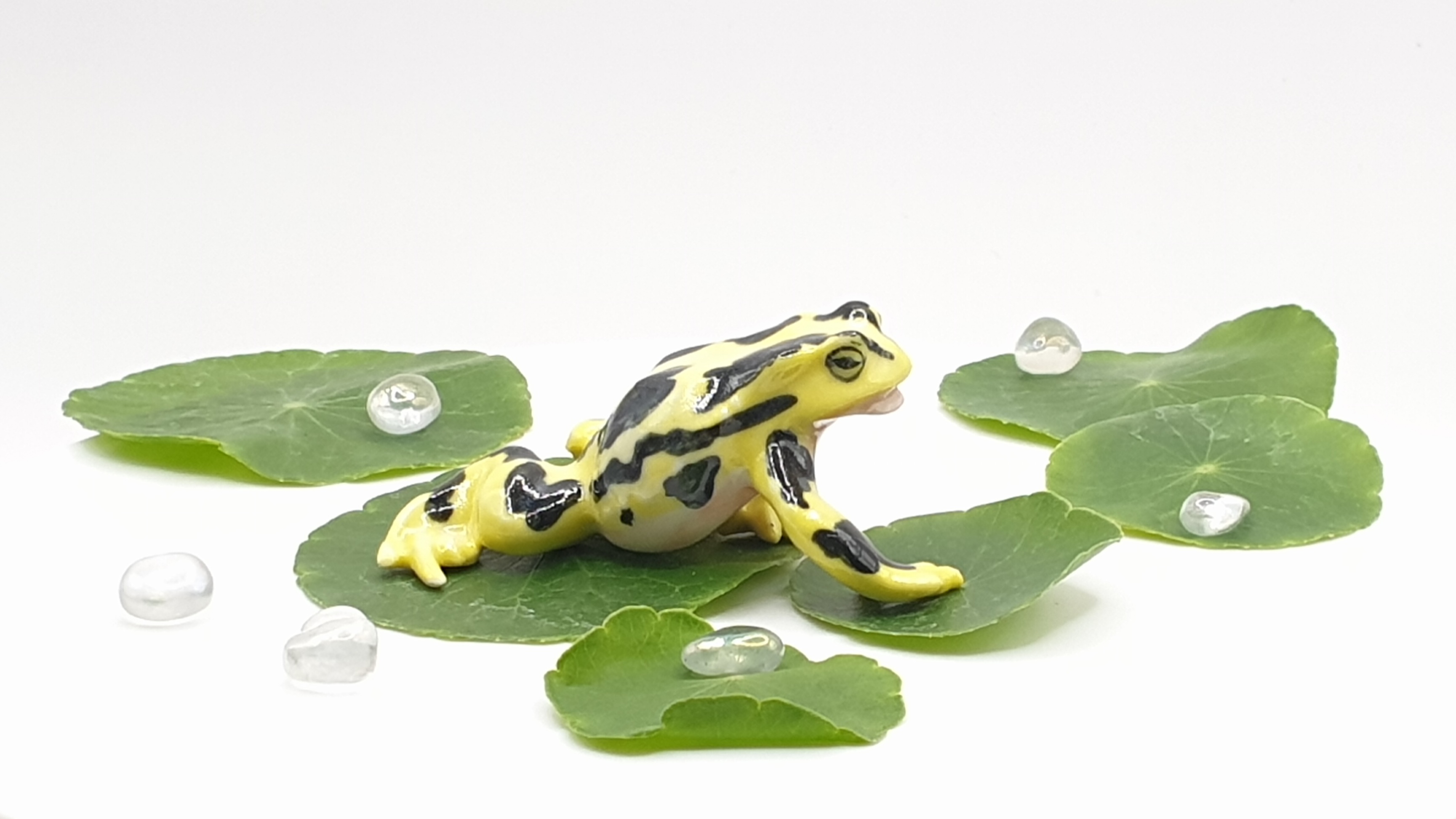 蛙 就差一隻黃金角蛙快帶走招財一波💛 - #frog #frogs #babyanimal